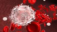 ستاد فرهنگسازی اقتصاد دانش بنیان Biologists discover gene deletion behind abnormality in blood cancer cells