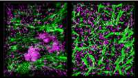 ستاد فرهنگسازی اقتصاد دانش بنیان The immune system is very complicated, but now, it’s on a chip