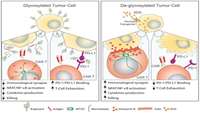 ستاد فرهنگسازی اقتصاد دانش بنیان CAR T cell immunotherapy for solid tumors: First, you have to break the cancers' sugar shield