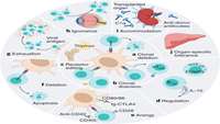 ستاد فرهنگسازی اقتصاد دانش بنیان Engineered cellular immunotherapies in cancer and beyond