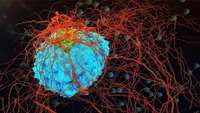 ستاد فرهنگسازی اقتصاد دانش بنیان  New Immune Cell “Soldier” Could be a Good Target for Immunotherapy