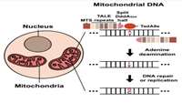 ستاد فرهنگسازی اقتصاد دانش بنیان Human Mitochondrial Genome Editing Toolkit Expands