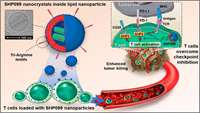 ستاد فرهنگسازی اقتصاد دانش بنیان Enhancing Cell Therapy by T-Cell Loading of SHP2 Inhibitor Nanocrystals