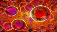 ستاد فرهنگسازی اقتصاد دانش بنیان Mystery cells that create blood stem cells in mammals identified