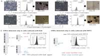 ستاد فرهنگسازی اقتصاد دانش بنیان Improving the differentiation potential of pluripotent stem cells by optimizing culture conditions