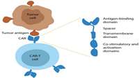 ستاد فرهنگسازی اقتصاد دانش بنیان  Off-the-shelf CAR-T produces complete remission in patient with advanced kidney cancer