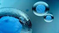 ستاد فرهنگسازی اقتصاد دانش بنیان In embryonic stem cells, genes link pluripotency and ease of self-destruction