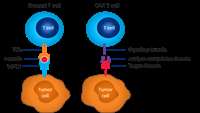 ستاد فرهنگسازی اقتصاد دانش بنیان Comparing CAR and TCR engineered T cell performance as a function of tumor cell exposure