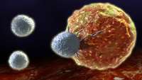 ستاد فرهنگسازی اقتصاد دانش بنیان    Stem cell rejuvenation helps immunotherapy fight cancer tirelessly