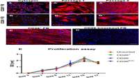 ستاد فرهنگسازی اقتصاد دانش بنیان The influence of CD26+ and CD26− fibroblasts on the regeneration of human dermo-epidermal skin substitutes