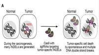 ستاد فرهنگسازی اقتصاد دانش بنیان Scientists develop a new platform technology for personalized cancer therapy