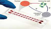 ستاد فرهنگسازی اقتصاد دانش بنیان Microphysiological system to advance adoptive cell therapy 