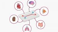 ستاد فرهنگسازی اقتصاد دانش بنیان Qualifying a human Liver-Chip for predictive toxicology: Performance assessment and economic implications