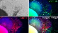 ستاد فرهنگسازی اقتصاد دانش بنیان PAX6-positive microglia (PPM) evolve locally in hiPSC-derived ocular organoids