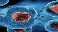 ستاد فرهنگسازی اقتصاد دانش بنیان Chinese team claim stem cell breakthrough in mice study