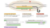 ستاد فرهنگسازی اقتصاد دانش بنیان Editing the genome with CRISPR