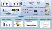 ستاد فرهنگسازی اقتصاد دانش بنیان Australian scientists conduct stem cell research unveiling a detailed genetic roadmap of glaucoma