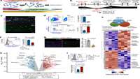 ستاد فرهنگسازی اقتصاد دانش بنیان Distinctive molecular features of regenerative stem cells in the damaged male germline