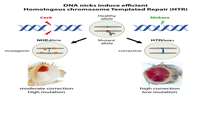 ستاد فرهنگسازی اقتصاد دانش بنیان New ‘Soft’ CRISPR Nicking System Simple, Efficient, and Safe