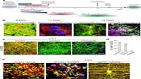 ستاد فرهنگسازی اقتصاد دانش بنیان  Robust derivation of transplantable dopamine neurons from human pluripotent stem cells by timed retinoic acid delivery