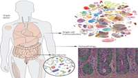 ستاد فرهنگسازی اقتصاد دانش بنیان Mapping cell types in the human body