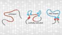 ستاد فرهنگسازی اقتصاد دانش بنیان DNA Loops Seem Too Short-Lived to Loom Large in Gene Expression