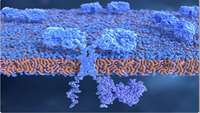 ستاد فرهنگسازی اقتصاد دانش بنیان Looking into the future of CAR-T therapy: cardiac fibrosis, infections & autoimmune diseases