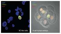 ستاد فرهنگسازی اقتصاد دانش بنیان Human Embryo at 8-Cell Stage Modeled in New Stem Cell Culture