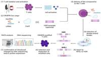 ستاد فرهنگسازی اقتصاد دانش بنیان Application of CRISPR-Based Gene Editing in Primary T Cells