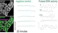 ستاد فرهنگسازی اقتصاد دانش بنیان A new dimension in stem cell signaling