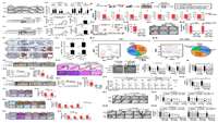 ستاد فرهنگسازی اقتصاد دانش بنیان Regulation of cancer stem cell activity by thyroid hormone receptor β