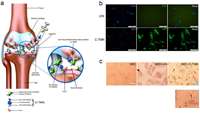 ستاد فرهنگسازی اقتصاد دانش بنیان Targeted mesenchymal stem cell therapy equipped with a cell-tissue nanomatchmaker attenuates osteoarthritis progression