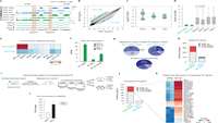 ستاد فرهنگسازی اقتصاد دانش بنیان DNA replication fork speed underlies cell fate changes and promotes reprogramming