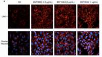 ستاد فرهنگسازی اقتصاد دانش بنیان Study by Lund University researchers didn’t show that COVID-19 mRNA vaccines change our DNA