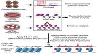 ستاد فرهنگسازی اقتصاد دانش بنیان The nuclear receptor THRB facilitates differentiation of human PSCs into more mature hepatocytes