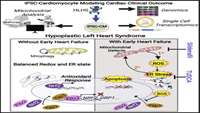 ستاد فرهنگسازی اقتصاد دانش بنیان Uncompensated mitochondrial oxidative stress underlies heart failure in an iPSC-derived model of congenital heart disease