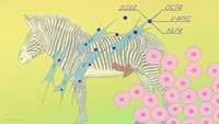 ستاد فرهنگسازی اقتصاد دانش بنیان Learning from endangered zebra stem cells