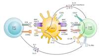 ستاد فرهنگسازی اقتصاد دانش بنیان A genome-scale screen for synthetic drivers of T cell proliferation