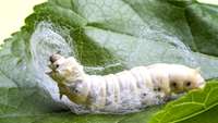 ستاد فرهنگسازی اقتصاد دانش بنیان  Silkworms could one day repair human tendons stronger than before