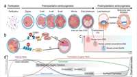 ستاد فرهنگسازی اقتصاد دانش بنیان New insights into the epitranscriptomic control of pluripotent stem cell fate