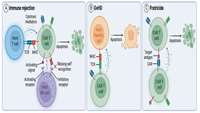 ستاد فرهنگسازی اقتصاد دانش بنیان Off-the-shelf CAR T cells to treat cancer