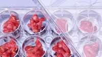 ستاد فرهنگسازی اقتصاد دانش بنیان Lab-Grown Meat Is Safe to Eat, According to the FDA