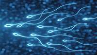 ستاد فرهنگسازی اقتصاد دانش بنیان New genetic variations discovered in swimming behavior of sperm cells