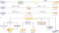 ستاد فرهنگسازی اقتصاد دانش بنیان Modelling metabolic diseases and drug response using stem cells and organoids