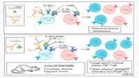 ستاد فرهنگسازی اقتصاد دانش بنیان The researchers engineered an immunocytokine, PD1-IL2v, that induces stronger and more exclusive expansion of better effector cells