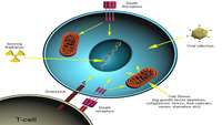 ستاد فرهنگسازی اقتصاد دانش بنیان  Researchers identify key player in cellular response to stress