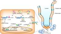 ستاد فرهنگسازی اقتصاد دانش بنیان Non-enzymatic role of SOD1 in intestinal stem cell growth