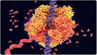 ستاد فرهنگسازی اقتصاد دانش بنیان eRNA: Controlled Enzymatic RNA Oligonucleotide Synthesis