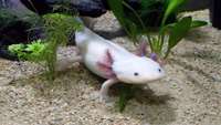 ستاد فرهنگسازی اقتصاد دانش بنیان Axolotls Can Regenerate Their Brains