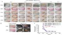 ستاد فرهنگسازی اقتصاد دانش بنیان Spheroid co-culture of BMSCs with osteocytes yields ring-shaped bone-like tissue that enhances alveolar bone regeneration